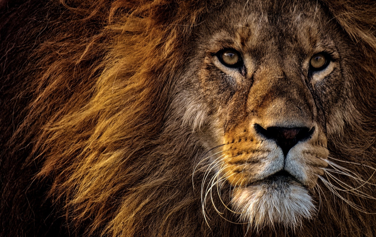 What Does the Lion Symbolize?